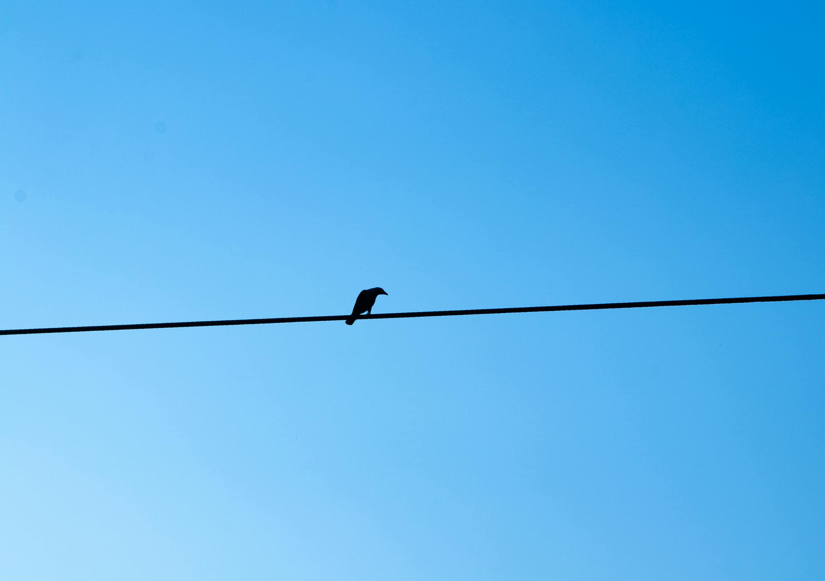 Bird against a clear blue sky — minimalism