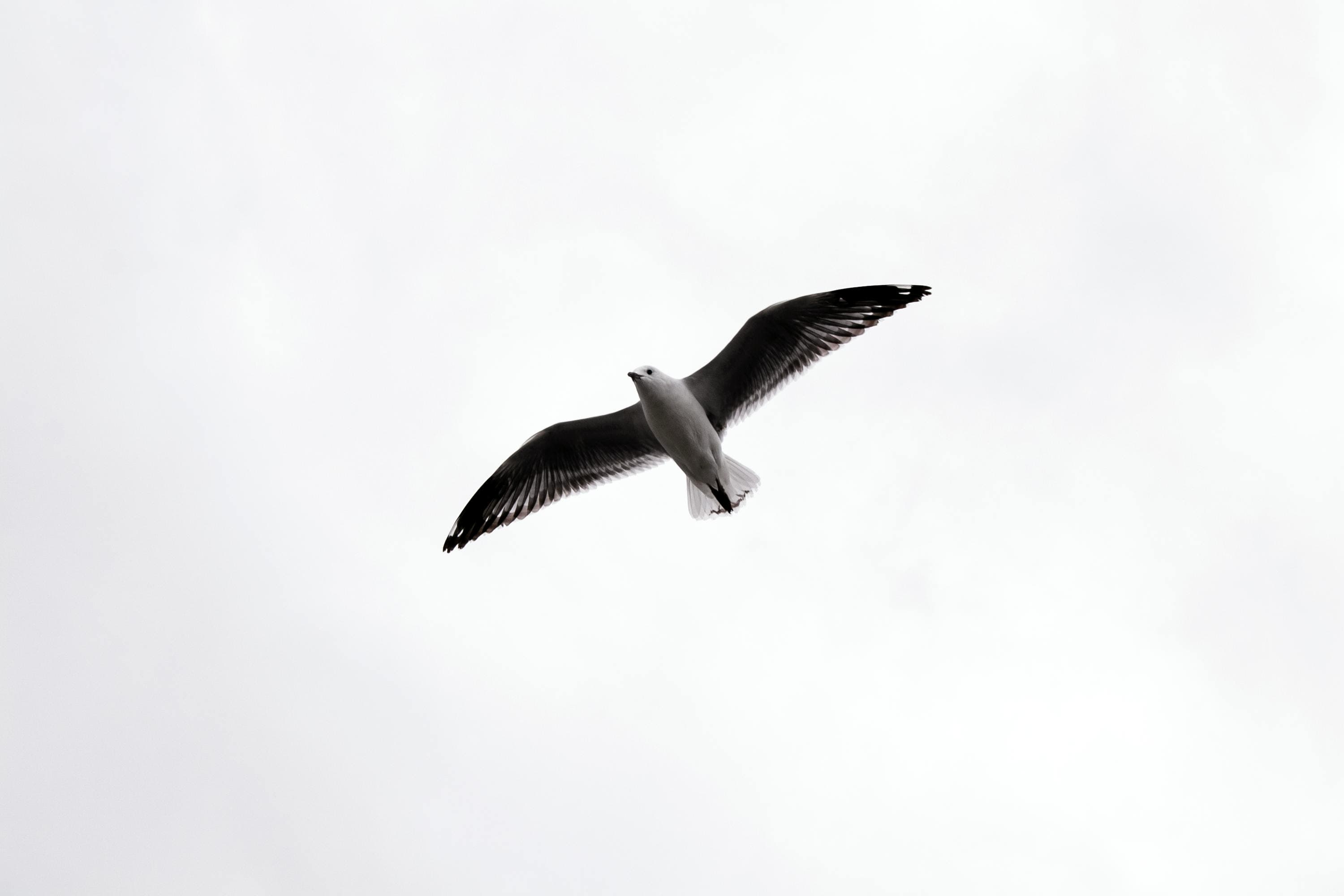 Grayscale photo of a seagull flying